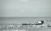 Beach sculpture Mary's Shell at Cleveleys on the Fylde Coast in Lancashire.
